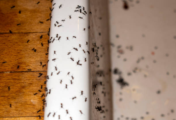 Best Best Pest Control Companies  in Menlo Park Terrace, NJ